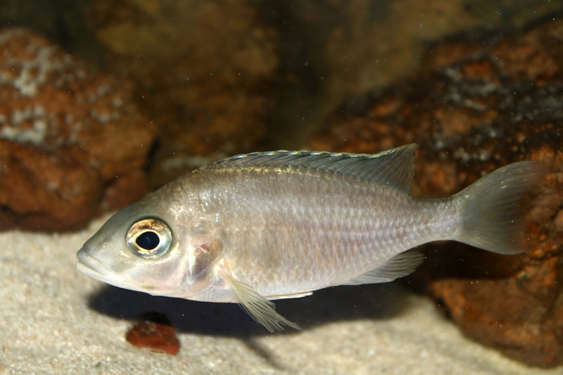 Placidochromis sp. 'jalo' Jalo Reef